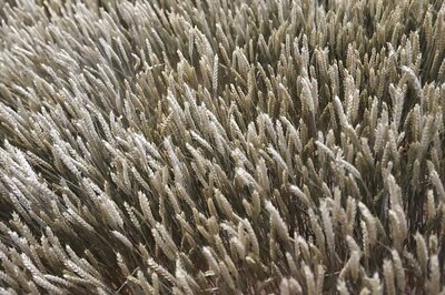 AI Tech Developed to Help Crops Cope with Climate Change