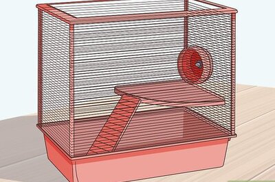 How to Bond With Your Pet Rat