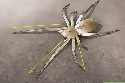 How to Identify a Yellow Sac Spider