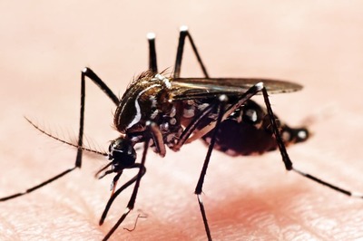 Mosquito Menace | 1 in 4 Families Report Dengue, Malaria; 73% Say Local Body Not Taking Any Measures: Survey