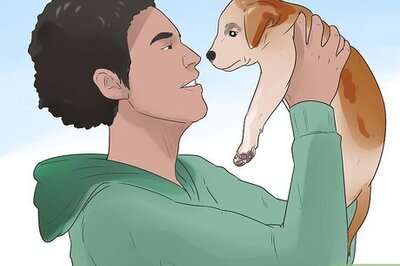 How to Teach a Puppy Its Name