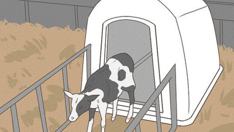 How to Care for an Orphan Calf