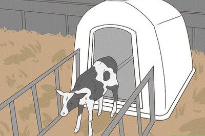 How to Care for an Orphan Calf