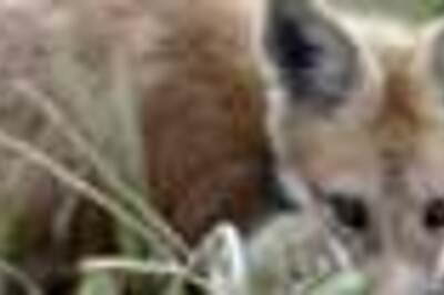 German fox steals more than 100 shoes