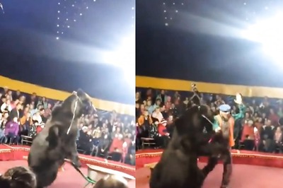 Old Video Of Circus Bear Attacking Handler Viral Again