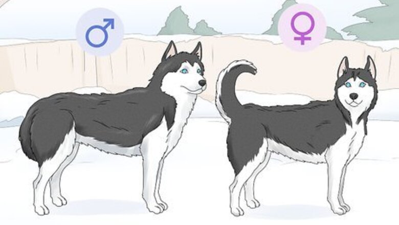How to Identify a Siberian Husky