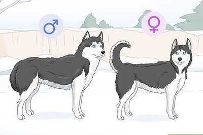 How to Identify a Siberian Husky