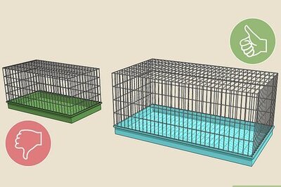 How to Be a Good Hamster Owner (for Kids)