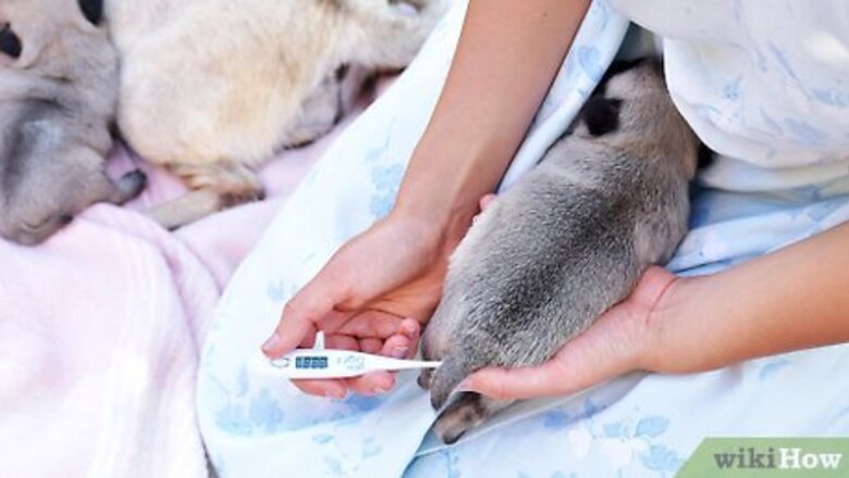 How to Take Care of a Weak Newborn Puppy