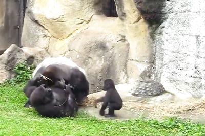 Brave Baby Gorilla Comes To Mother’s Rescue In Must-See Video