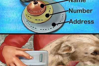 How to Keep Your Dog Safe in Extreme Weather