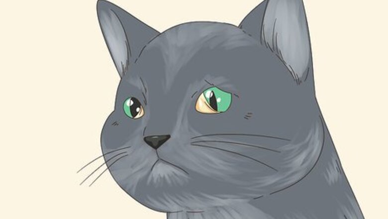 How to Diagnose and Treat Horner's Syndrome in Cats