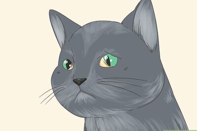 How to Diagnose and Treat Horner's Syndrome in Cats