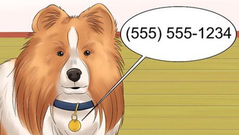 How to Care for Shelties