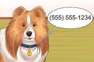 How to Care for Shelties