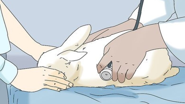 How to Keep Your Rabbit Healthy