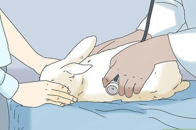 How to Keep Your Rabbit Healthy