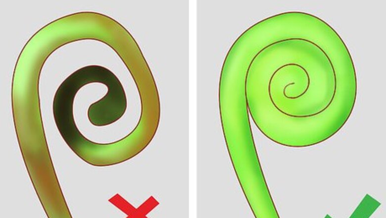 How to Forage or Harvest Fiddleheads