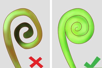 How to Forage or Harvest Fiddleheads