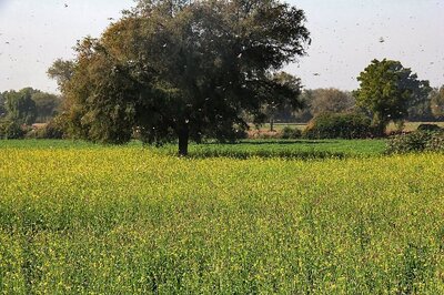After Massive Pest Control Operation, Locust Menace in North Gujarat Under Control: State Govt
