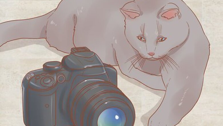 How to Photograph Cats