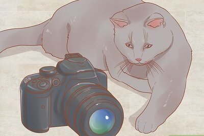 How to Photograph Cats