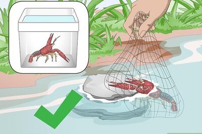 How to Take Care of Crayfish
