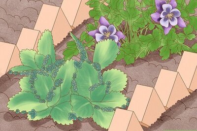 How to Propagate Mother of Thousands from Plantlets