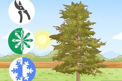 How to Prune Conifers