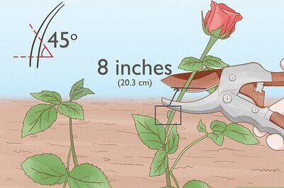 How to Prune Roses in Winter
