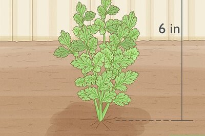 When and How to Harvest Fresh Cilantro
