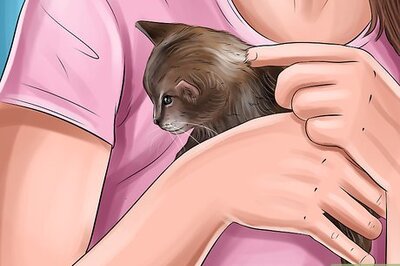 How to Handle a Kitten