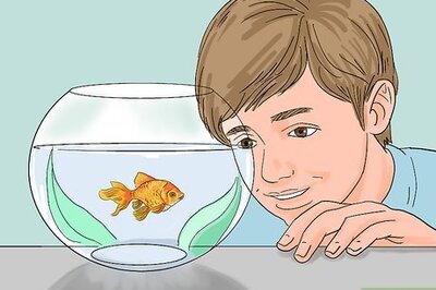 How to Train Goldfish