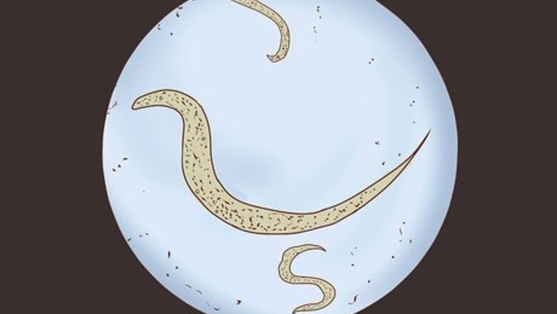 How to Recognize and Prevent a Pinworm Infection