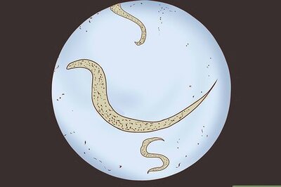 How to Recognize and Prevent a Pinworm Infection