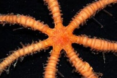 Secret life found in Antarctica's ice