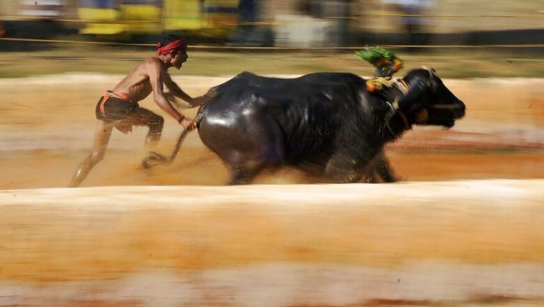 Reviving the Buffalo-race: Who Rules Over the Fate of Buffaloes?