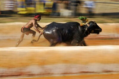 Reviving the Buffalo-race: Who Rules Over the Fate of Buffaloes?