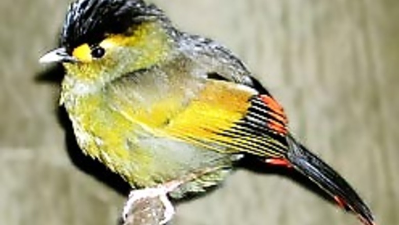 Spectacular new bird found in India