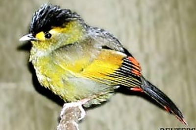 Spectacular new bird found in India