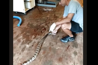 Headless Snake Attacks Man In Old Video, Internet Asks If It's A Zombie