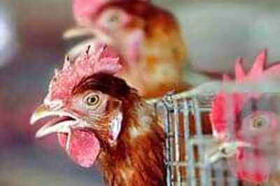 Maharashtra reports Bird Flu
