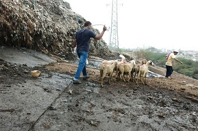 Life-or-death situation: A Day in Delhi Slaughterhouse After the 'Ban'