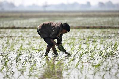 India Sees Boost in Crop Cultivation amid Covid-19 Crisis as Country Receives 18% Excess Monsoon Rainfall