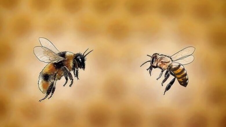 How to Buy Honey Bees