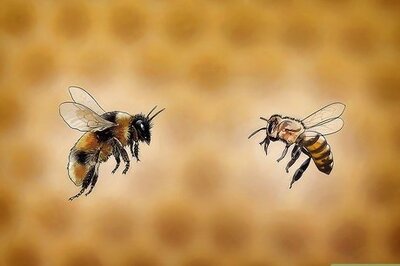 How to Buy Honey Bees