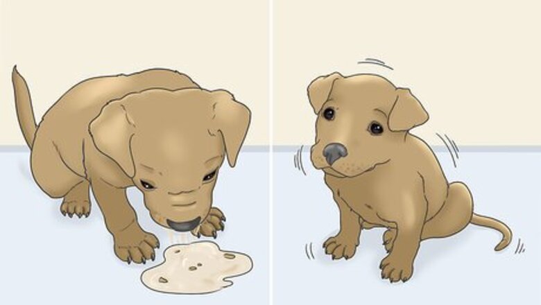 How to Treat Puppy Diarrhea