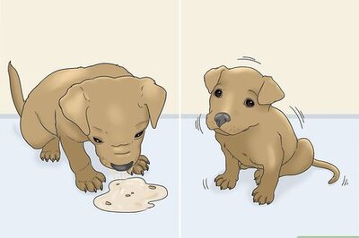 How to Treat Puppy Diarrhea
