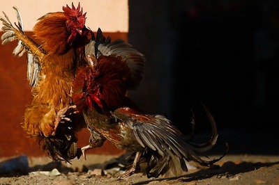 Despite Ban, Roosters and Punters Ready for the Cockfights
