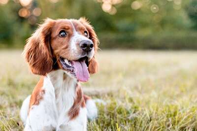 Pet Dog Helps Family Catch Thief in Kolkata, Receives Praises from the Police